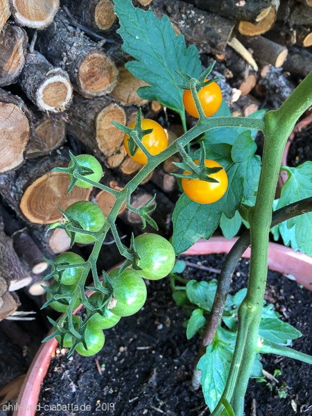 erste Tomaten