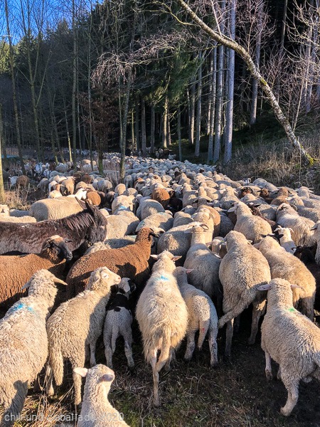 noch mehr Schafe