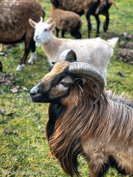 Ziegen und Schafe