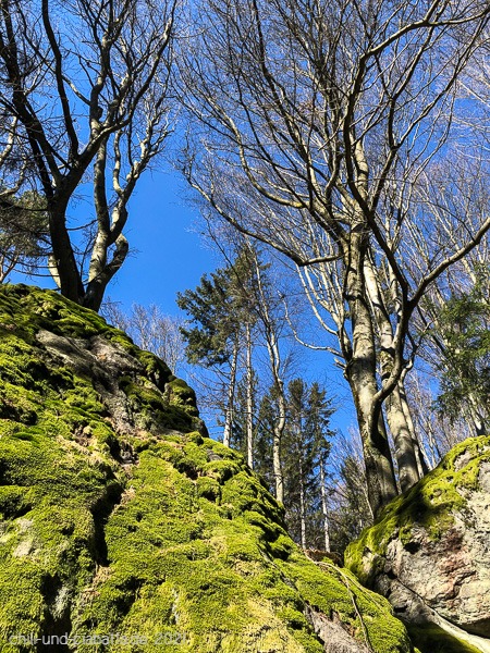 Bäume auf Felsen