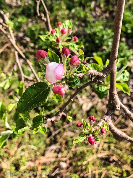 Apfelblüte IdaRed