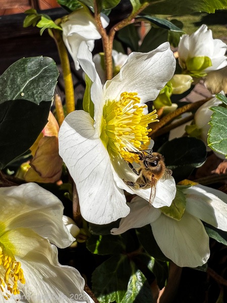 Biene auf Christrose
