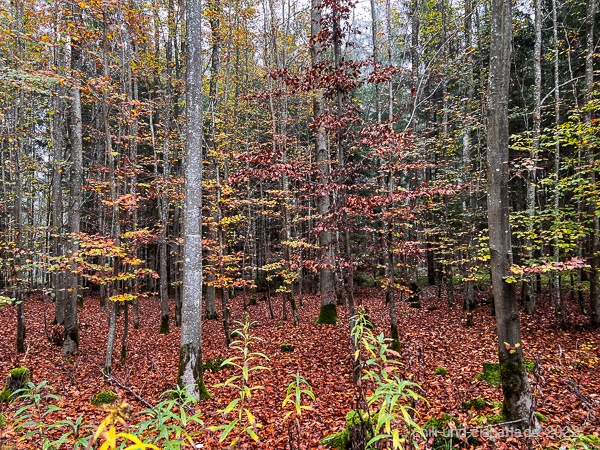 Herbstwald1
