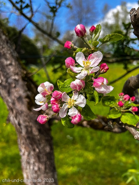 Apfelblüte Geheimrat Oldenburg