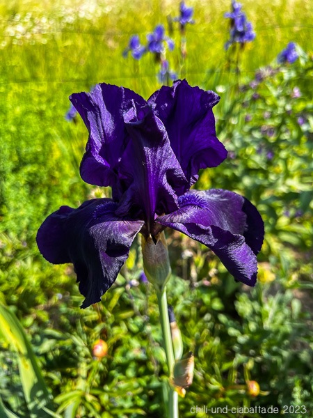 dunkelblaue Iris