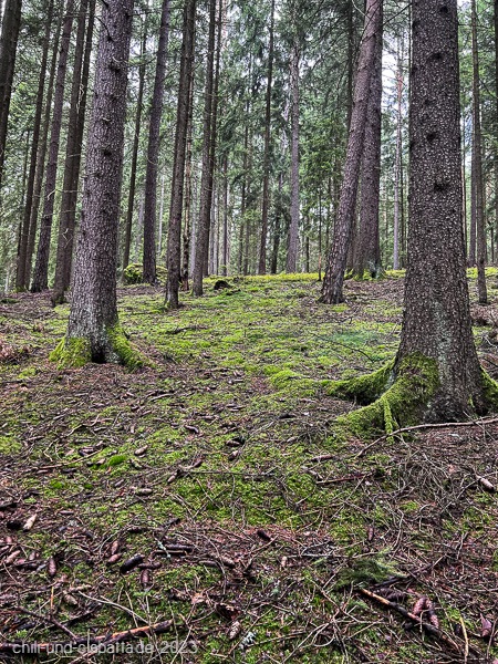 Wald ohne Pilze