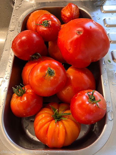 große gewaschene Tomaten