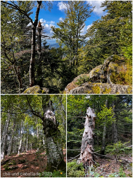Collage Wald