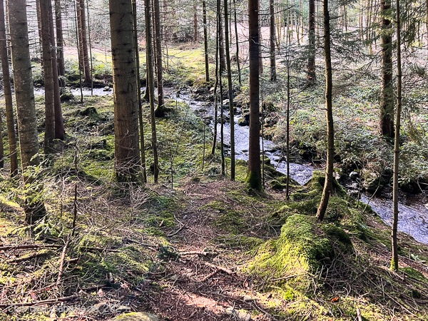 Bach im Wald
